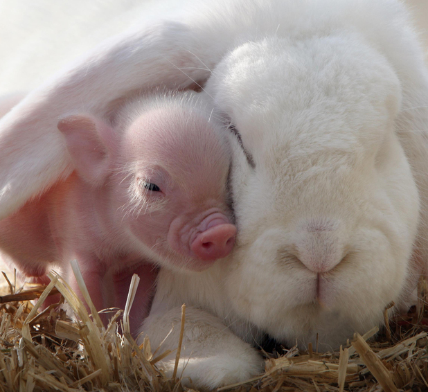 Baby Micro Pigs