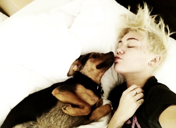 Miley Cyrus, twitter