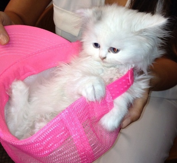 Kim Kardashian's kitten Mercy