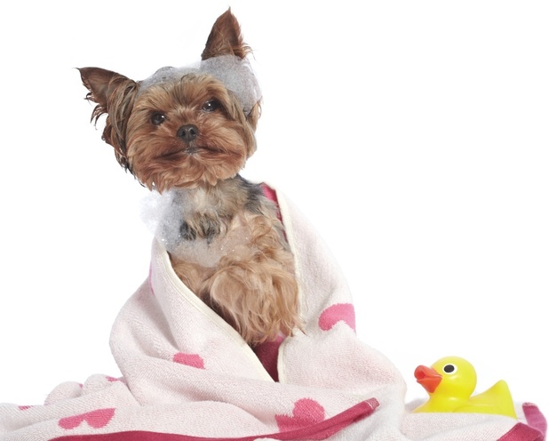 larry-bath-foam.jpg