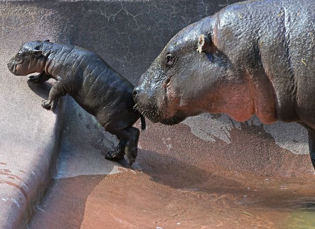 Pygmy Hippopotamus born at Lowry Park Zoo, Tampa, America - 19 Nov 2012