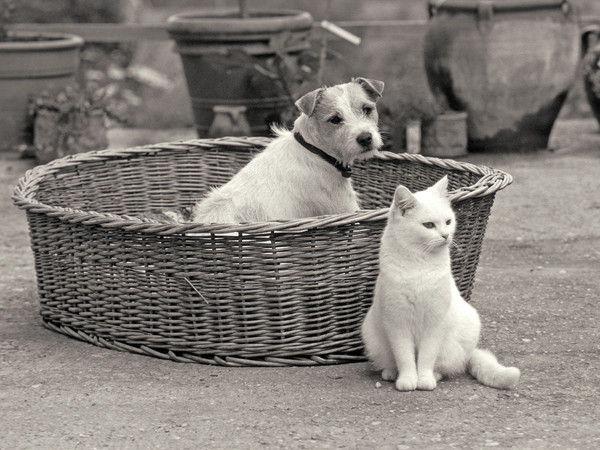 dog and cat