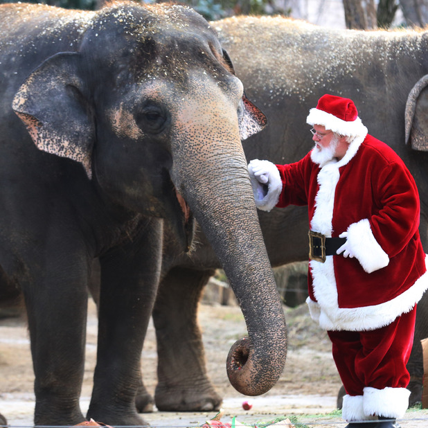 Santa spotted delivering gifts to elephants pics! Lifestyle News