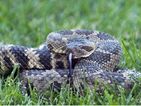 'Nest of snakes' found when engineer comes to fix man's TV!