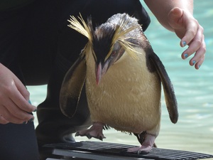 Adorable penguins predict British summer is on its way - at last!
