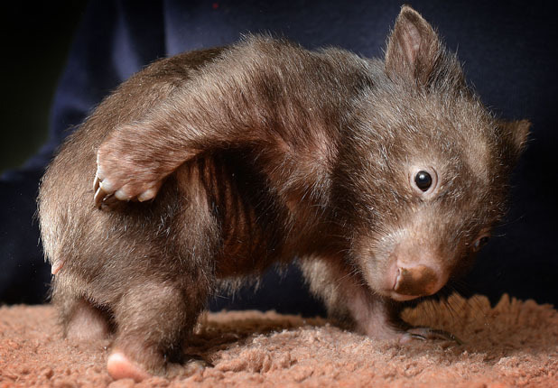 bo-wombat.jpg