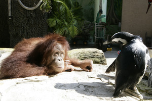Suriya the orangutan gazes at her penguin pal