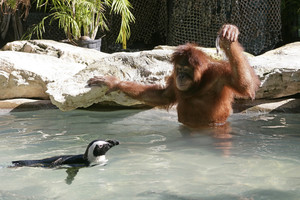 Suriya the orangutan goes for a swim with her penguin friend