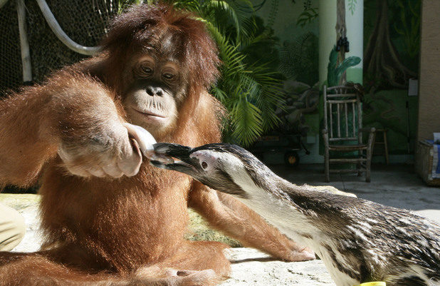 Suriya the orangutan feeds a penguin a fish