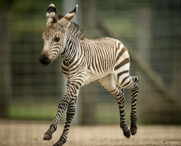 Zebra Fluffy Friday! Reveal