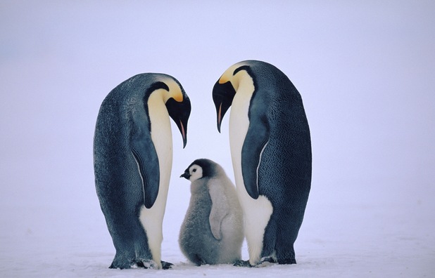 Penguins keeping chick warm