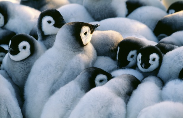 Chicks huddling