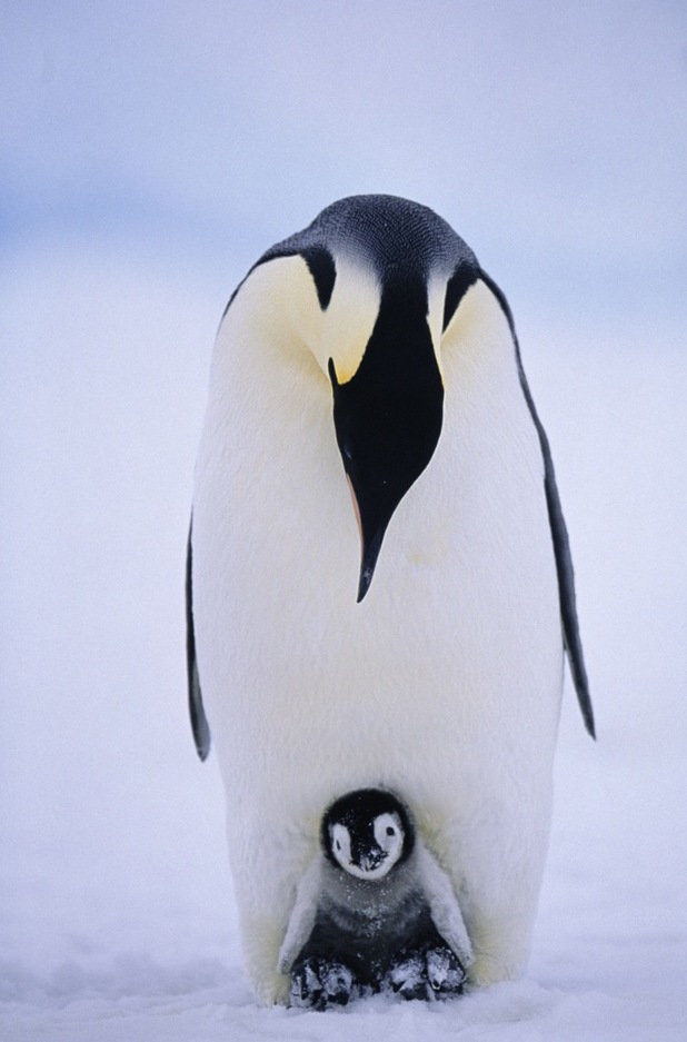 Penguin keeping chick warm