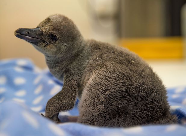Baby penguin is hand-reared at London Zoo, Britain - 19 Feb 2014