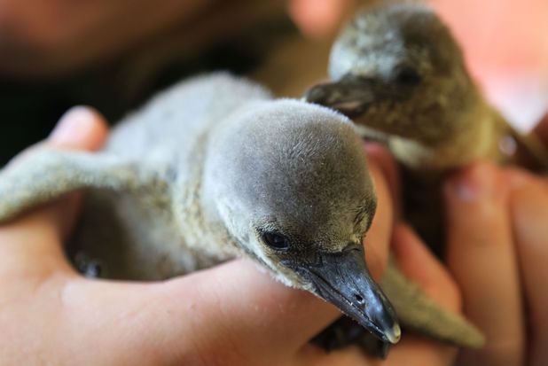 Newborn penguin chicks at ZSL