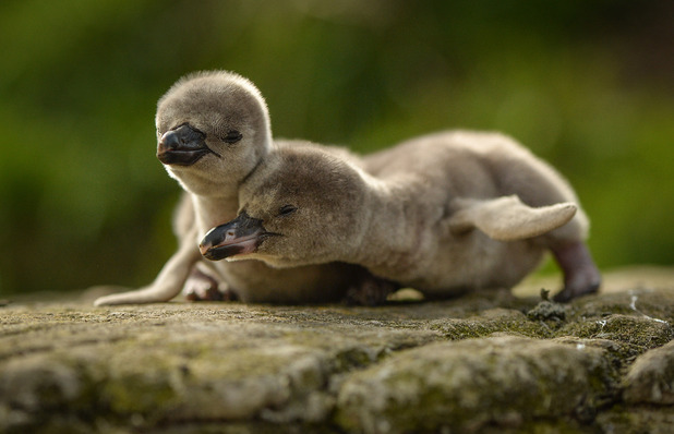 Newborn penguin chicks at Chester Zoo
May