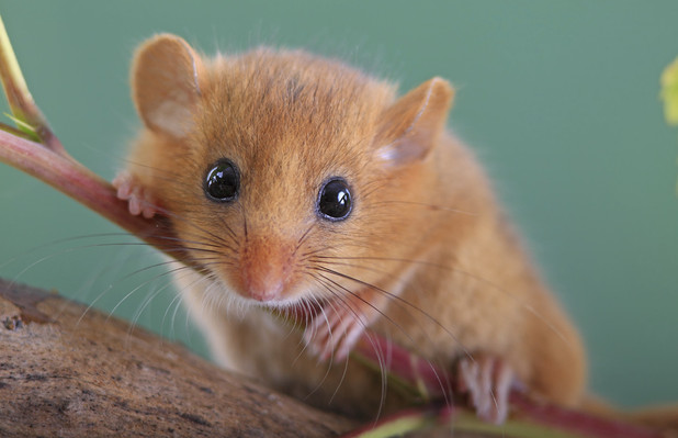 dormouse stuffed animal