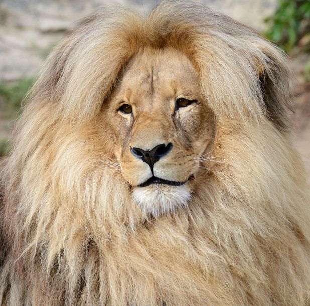 The Mane Attraction How Gorgeous Are Leon The Lions Locks Real