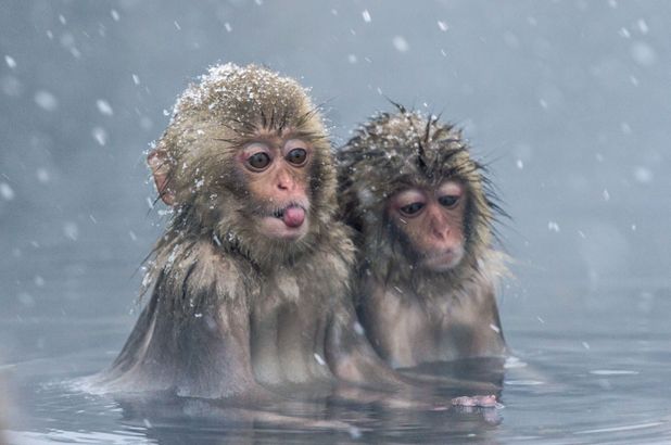 Fluffy Friday: Monkeys Trying To Catch Snowflakes Are So Cute 