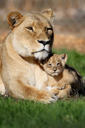 Lioness appears to roar with laughter while playing with her cubs ...