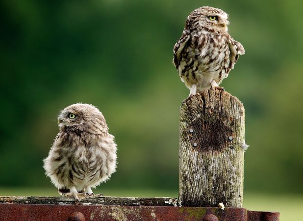 Mother owl feeds her baby owlet in Worcestershire farm - Lifestyle Blog ...