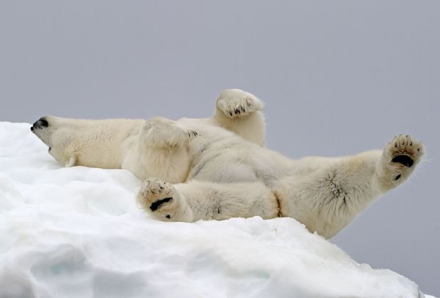 Cute and cuddly polar bear falls asleep in the snow - Lifestyle News ...