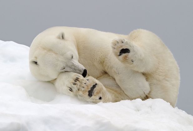 Cute and cuddly polar bear falls asleep in the snow Submit This cute ...